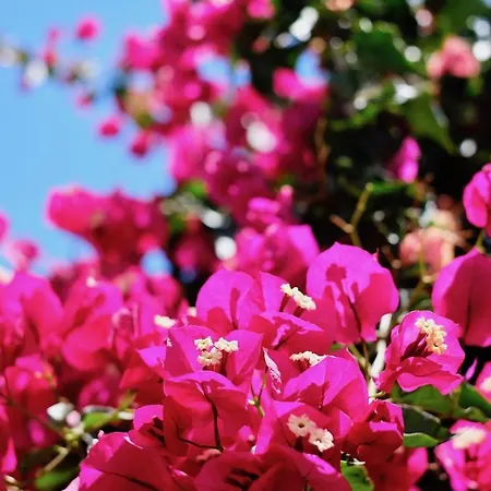 Tatil Evi Casa Da Avo